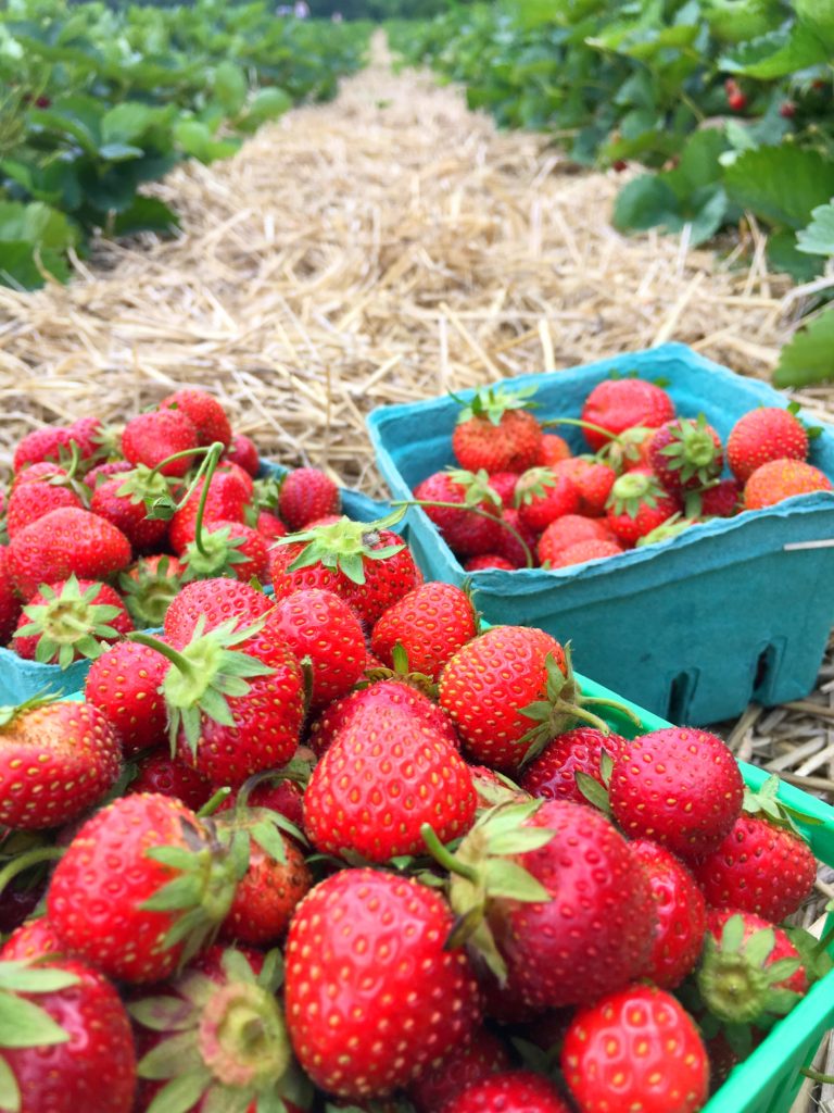 Fresh hand-picked strawberries