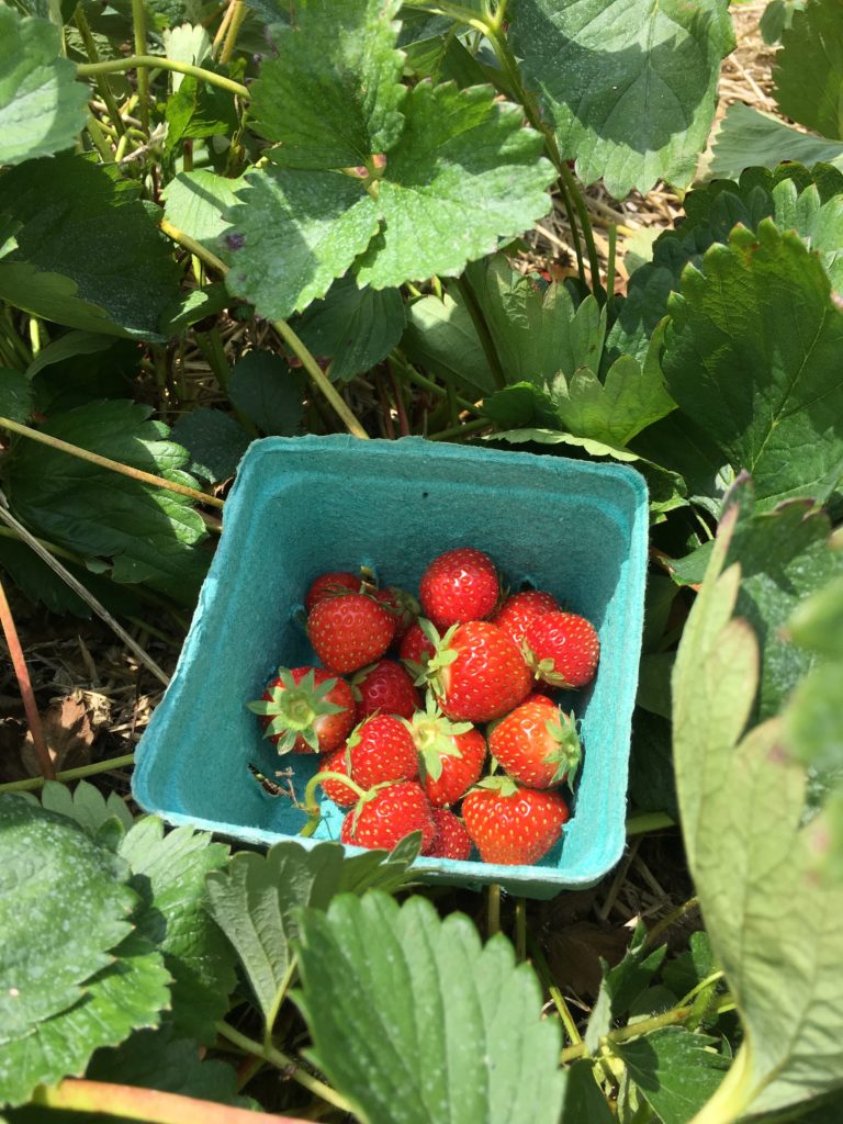 Picking some Delicious and Nutritious Strawberries